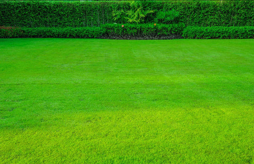 Best Tall Fescue Grass Seed
