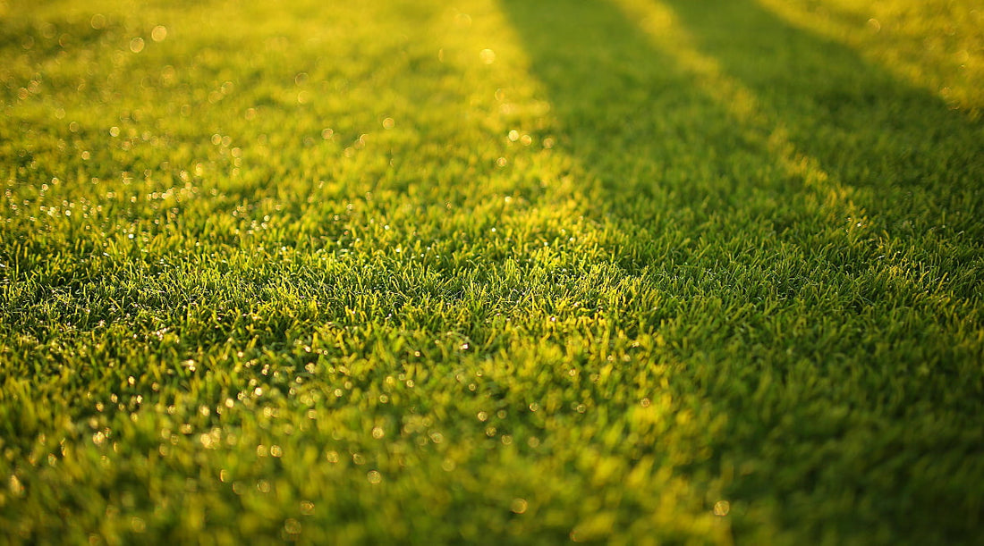 best time to apply pre emergent in north texas