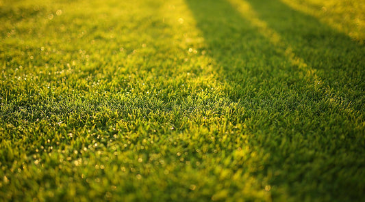 best time to apply pre emergent in north texas