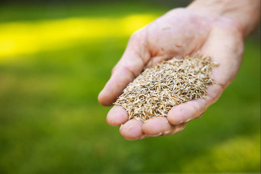 best time to plant grass seed in pa