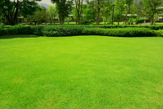 best time to plant grass seed in virginia