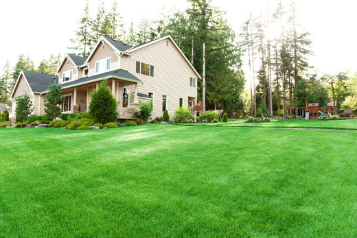 best time to plant grass seed northeast