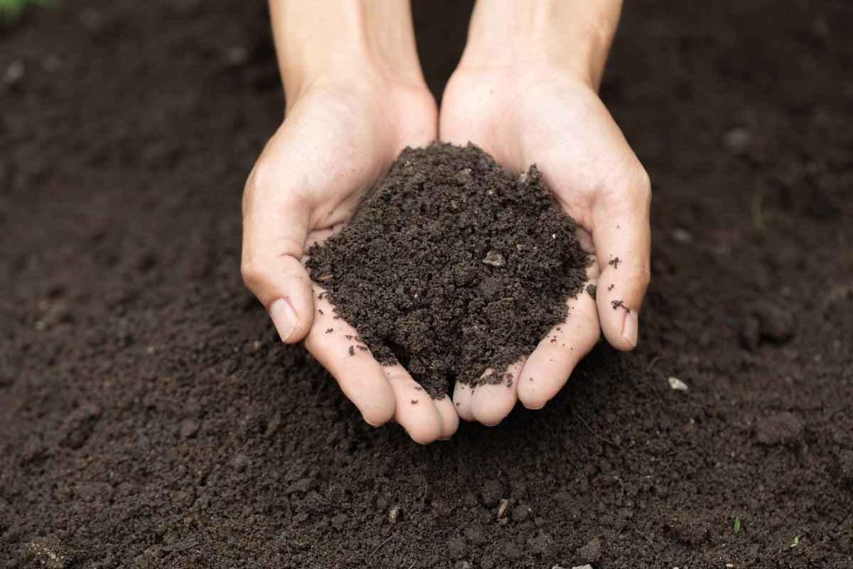 best top soil for grass