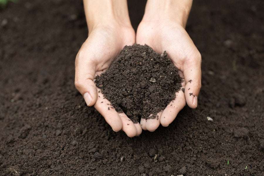 Best Top Soil For Grass