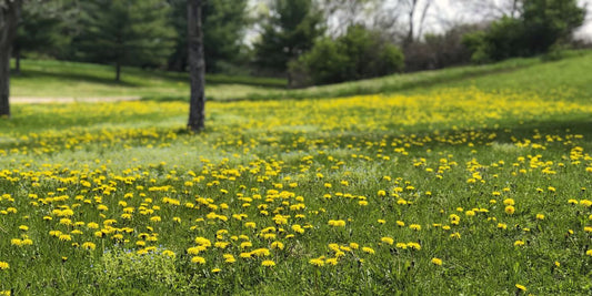 best weed and feed for lawns