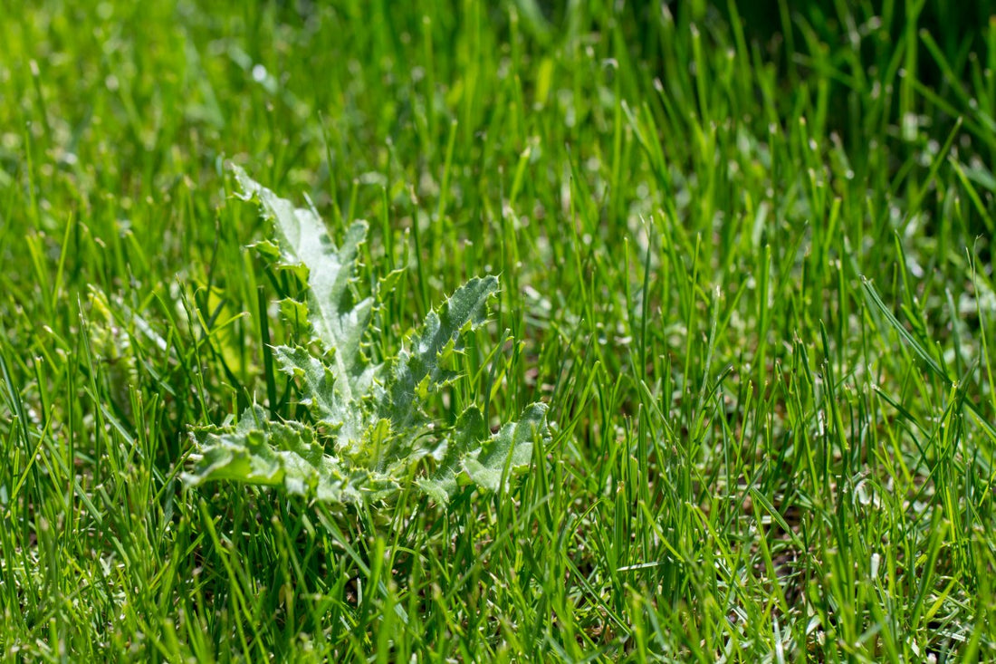 best weed pre emergent