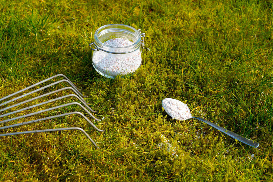 When to Seed and Fertilize Lawn