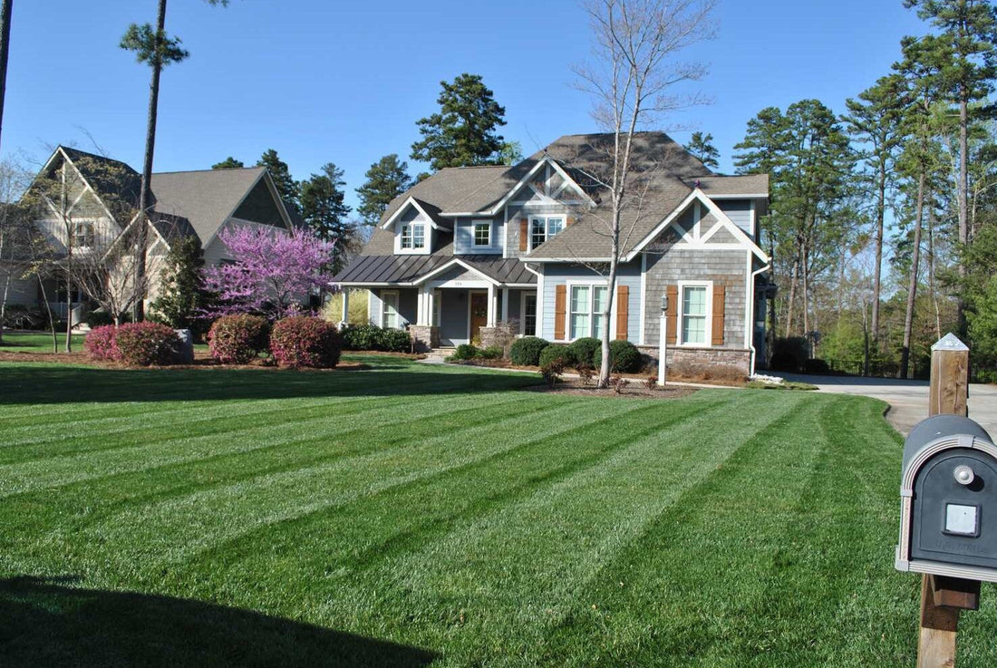 can you plant grass seed in summer