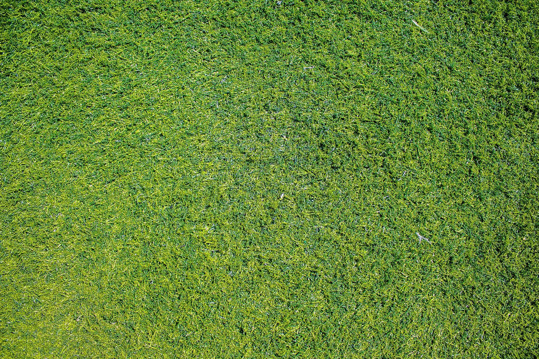 can you plant grass seed in the spring