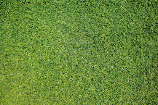 can you plant grass seed in the spring