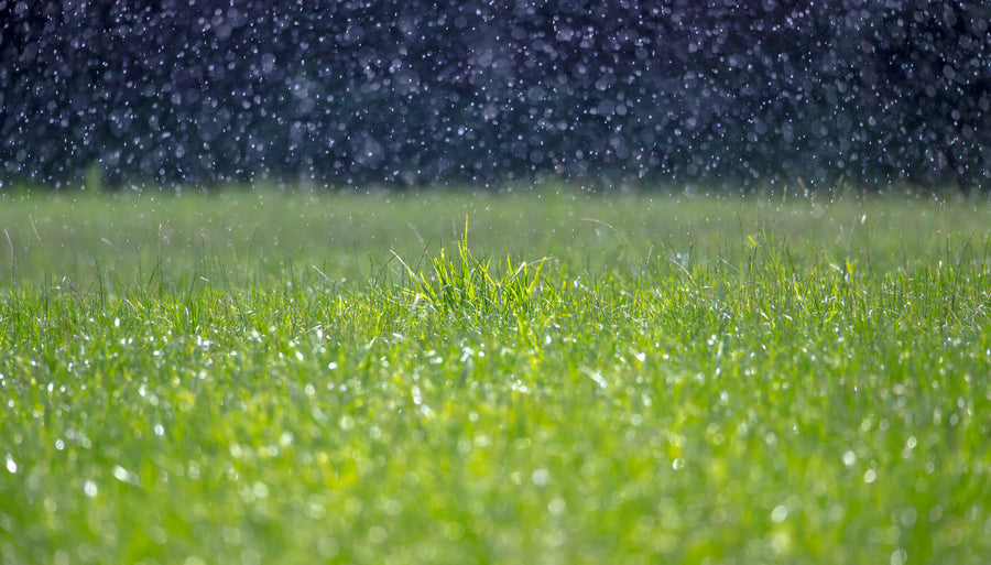 What Happens If You Apply Fertilizer to Wet Grass?