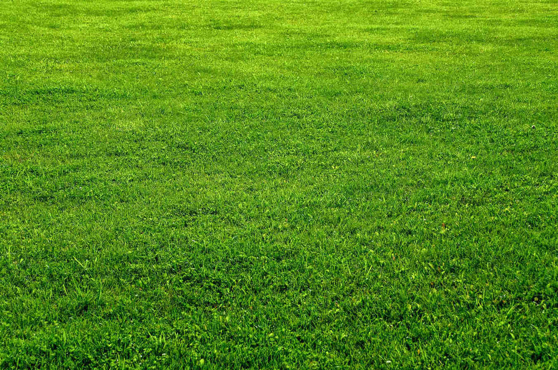 best grass seed for massachusetts