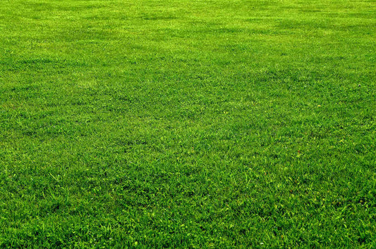 best grass seed for massachusetts