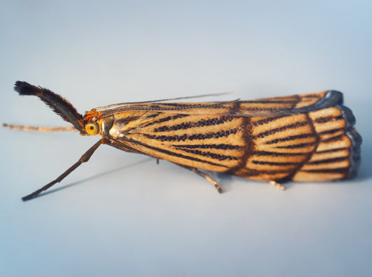 close-up of a lawn moth garden pest