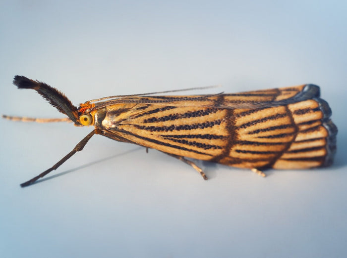 close-up of a lawn moth garden pest