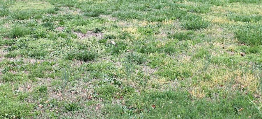 Weed and Feed or Grass Seed First?