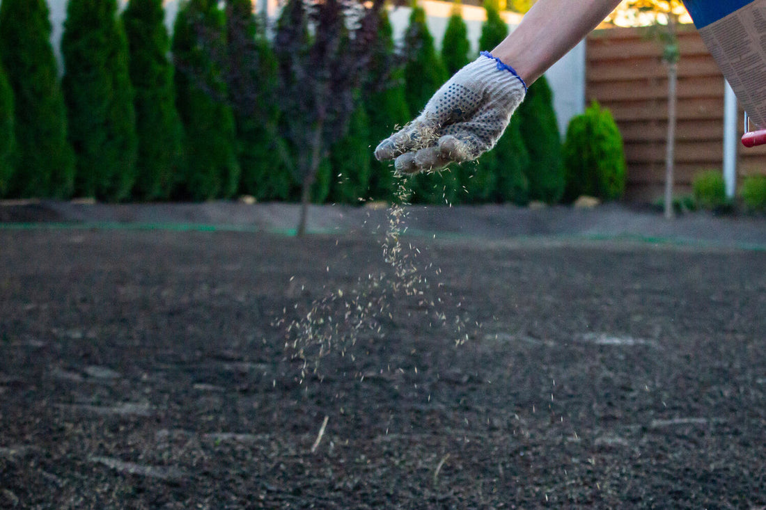 can i just throw grass seed down on existing lawn