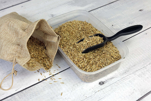 best grass seed for full sun