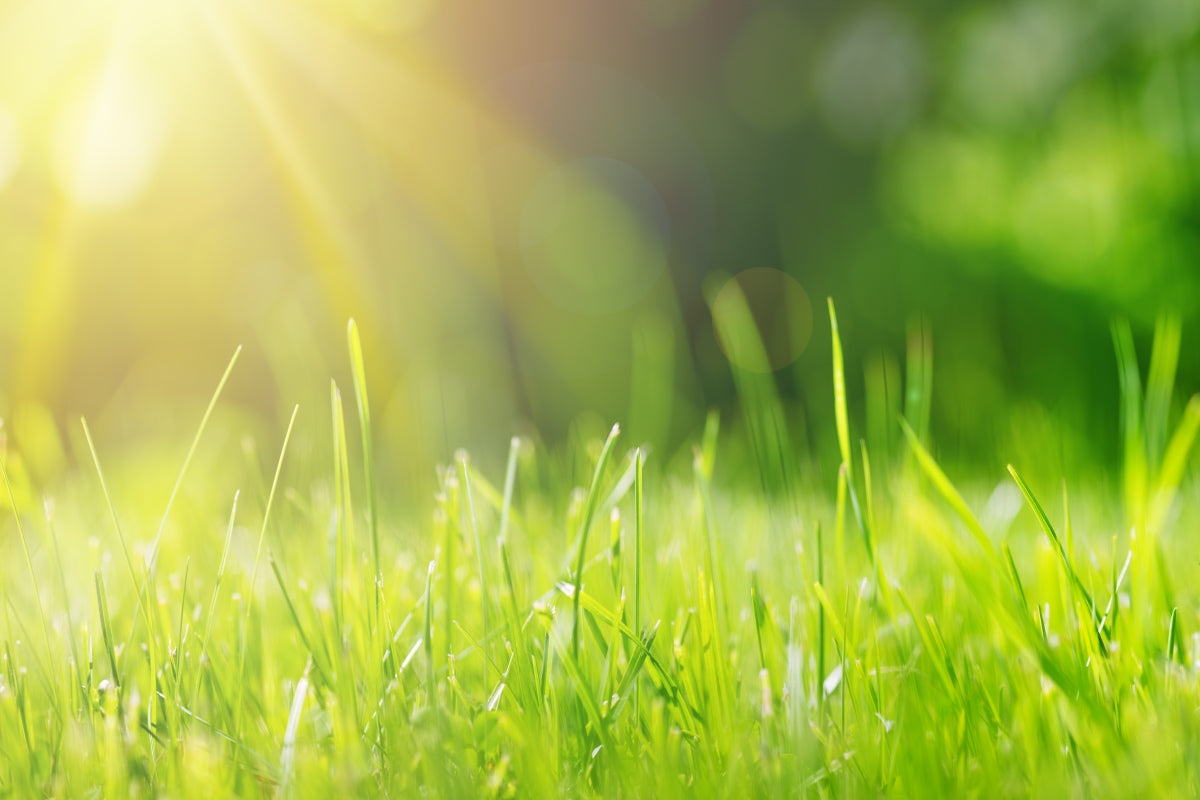 Does Turf Grow?