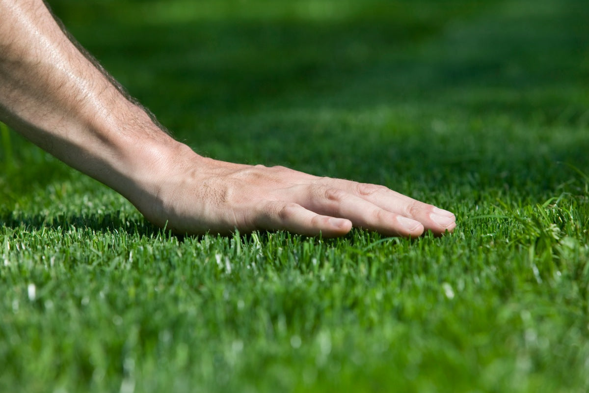 best time to plant bermuda grass