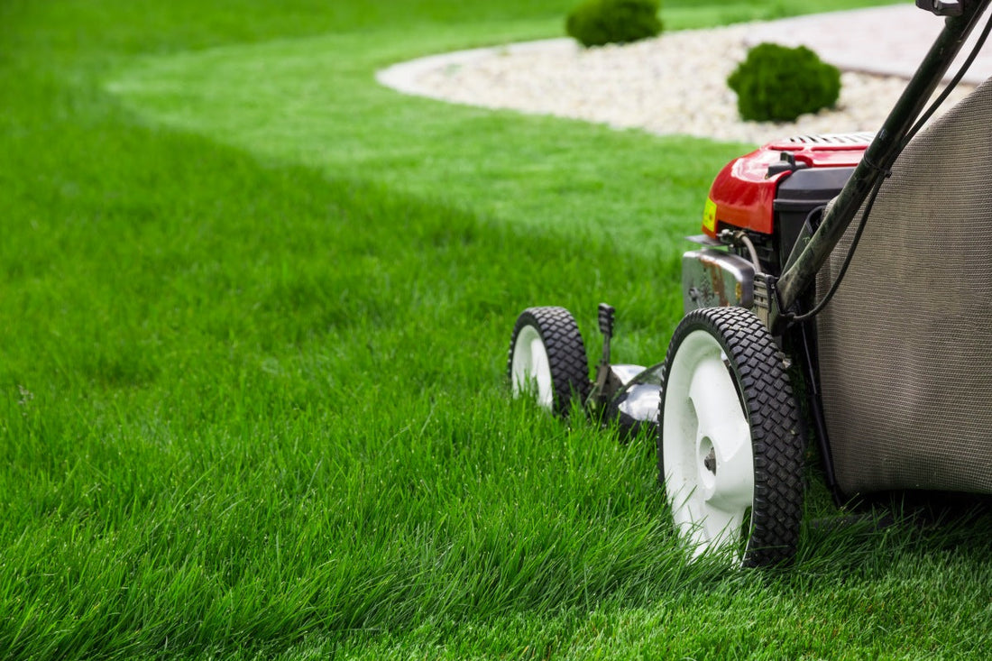 when to apply lesco pre emergent