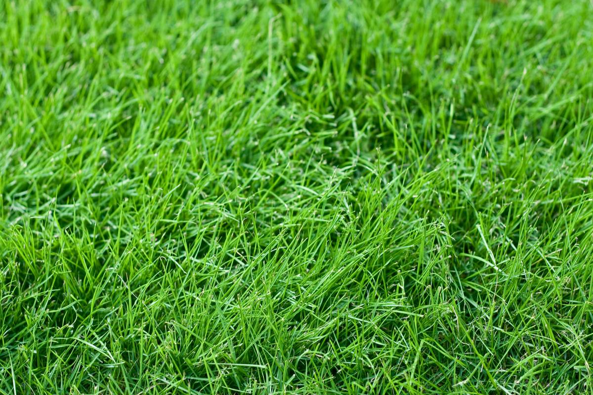 bermuda grass vs fescue