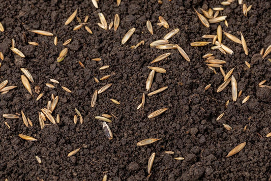 how much seed for new lawn