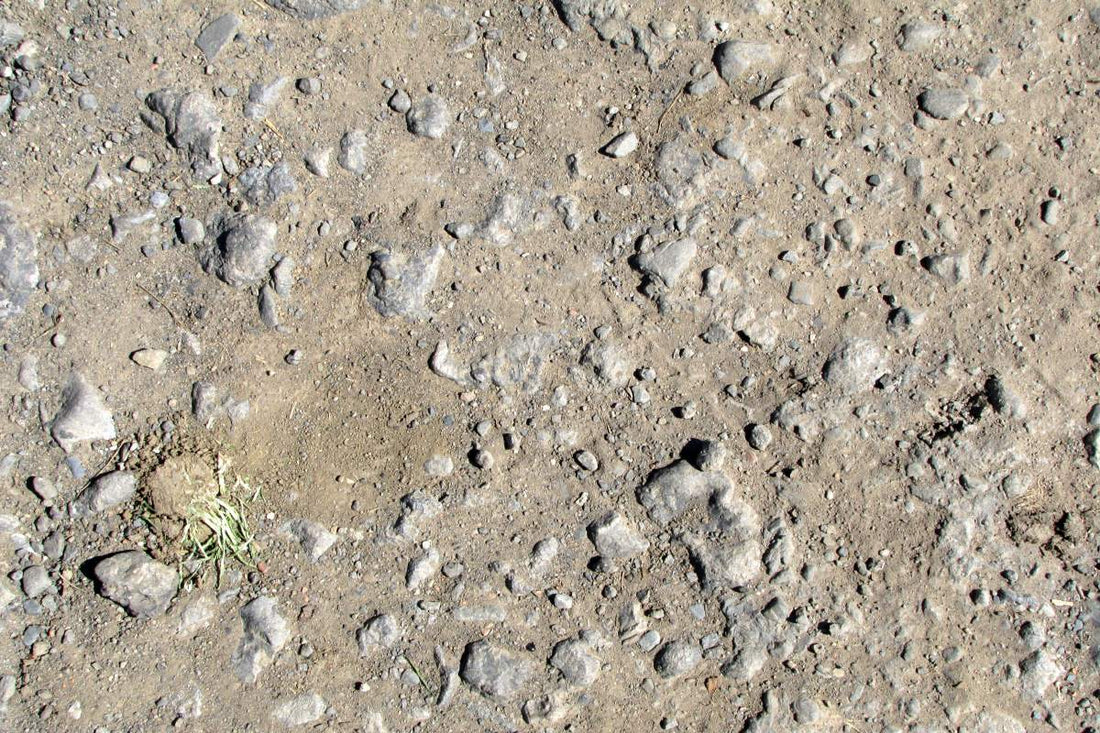 how to grow grass fast on dirt