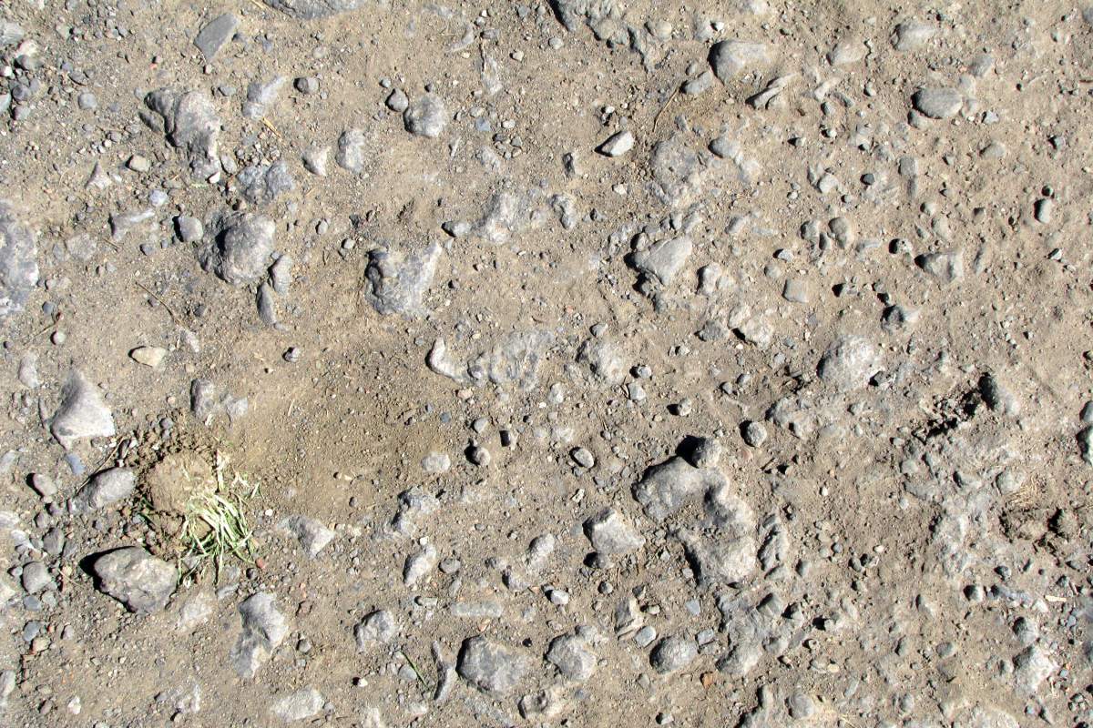 how to grow grass fast on dirt