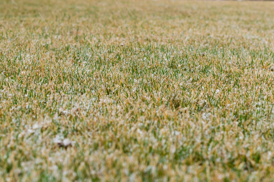 bermuda grass in the winter