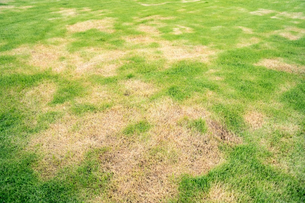 can you seed over dead grass