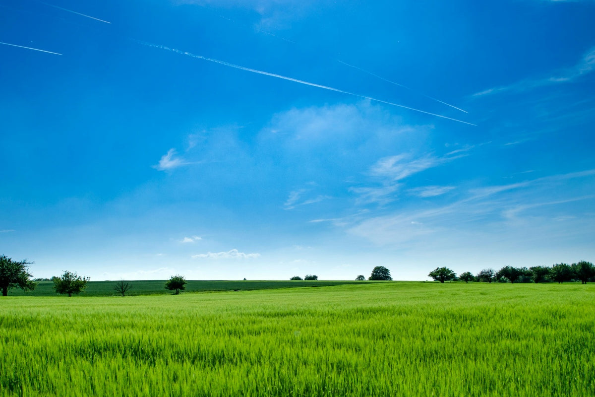 how to apply pre emergent in spring 