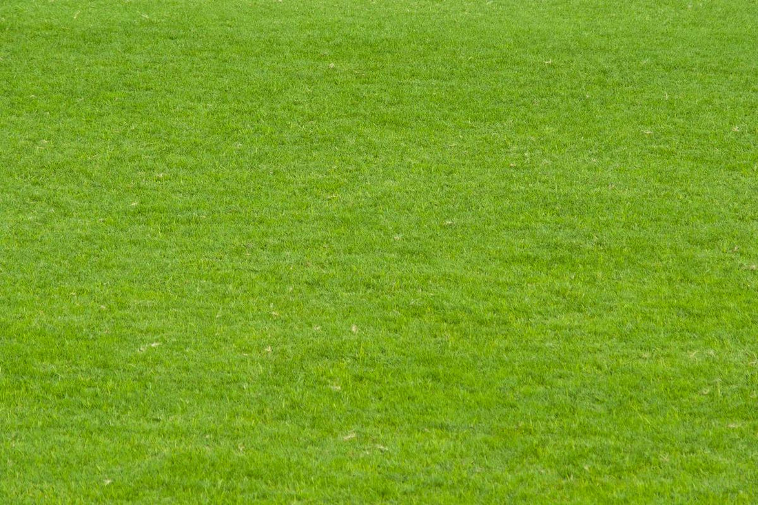 how does bermuda grass spread