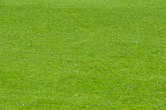 how does bermuda grass spread