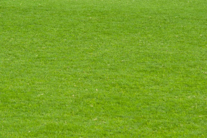 how does bermuda grass spread