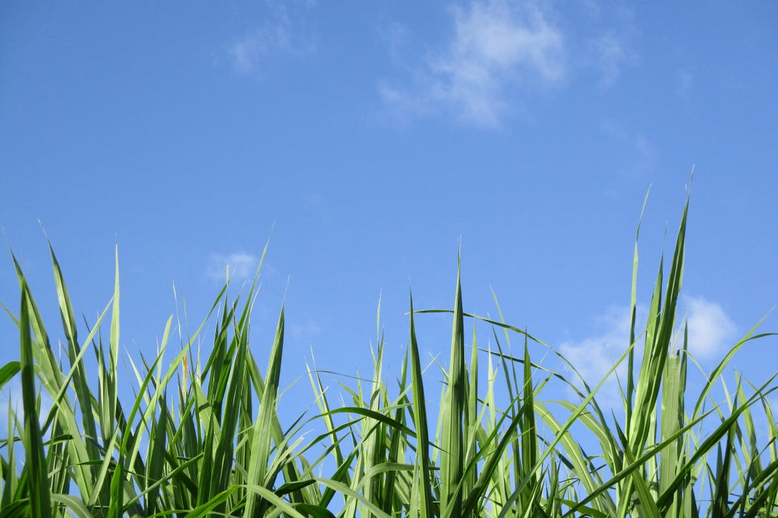 how to seed a lawn