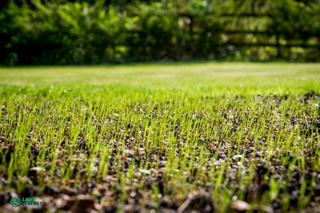 different types of grass seed