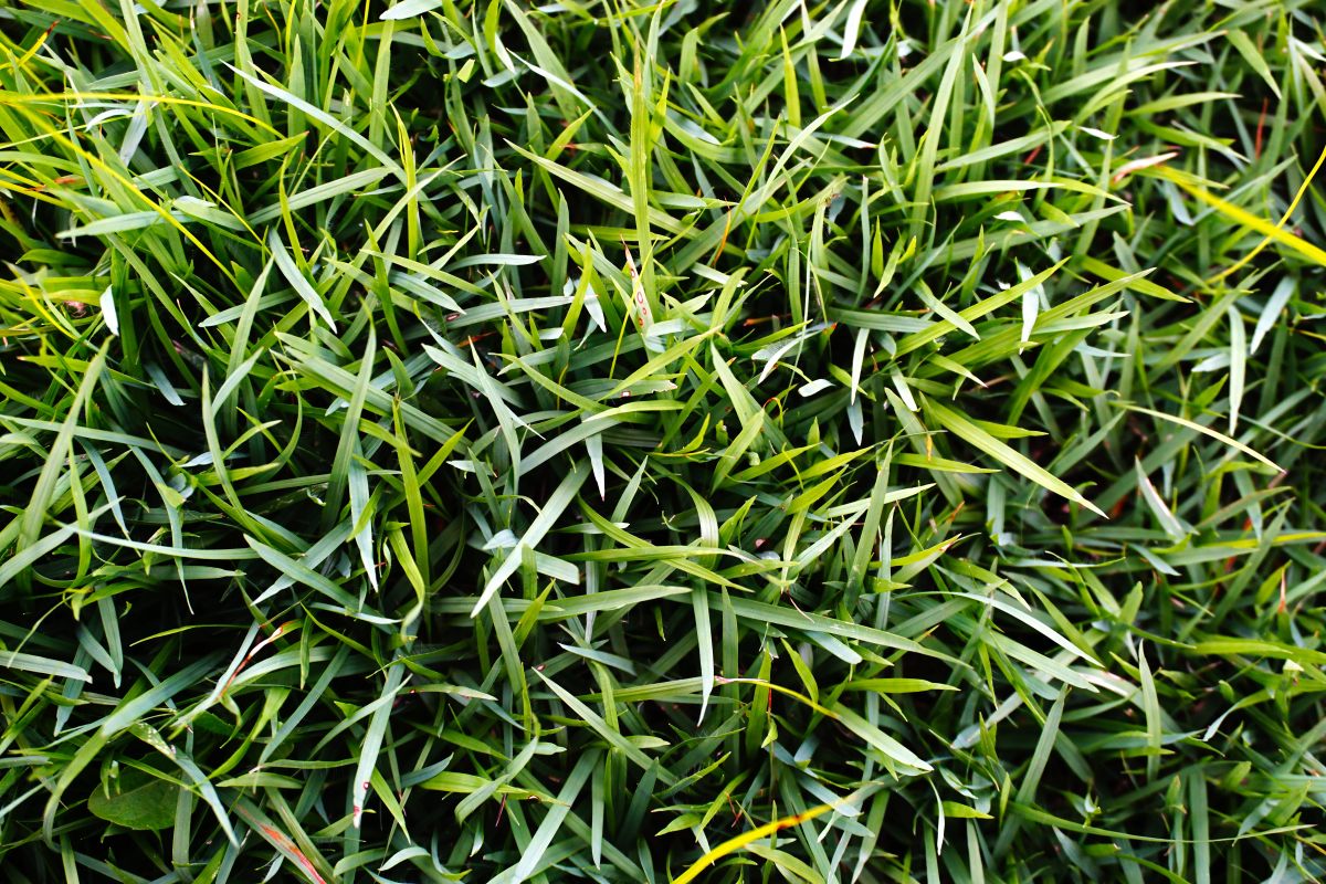 overseeding zoysia grass 1