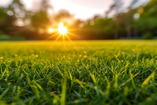 how much grass seed per 1000 sq ft