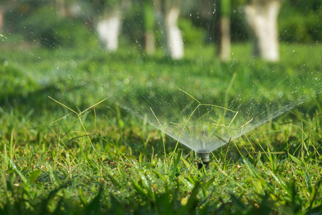 how often to water new grass seed