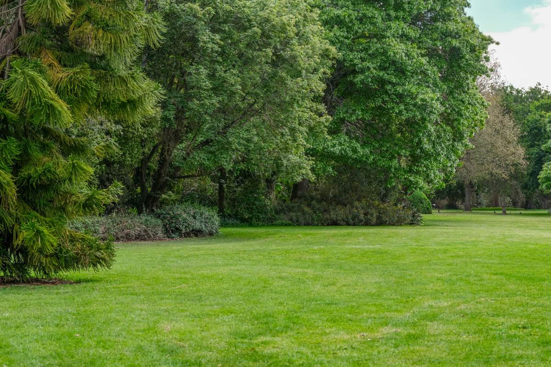 will bermuda grass grow in shade