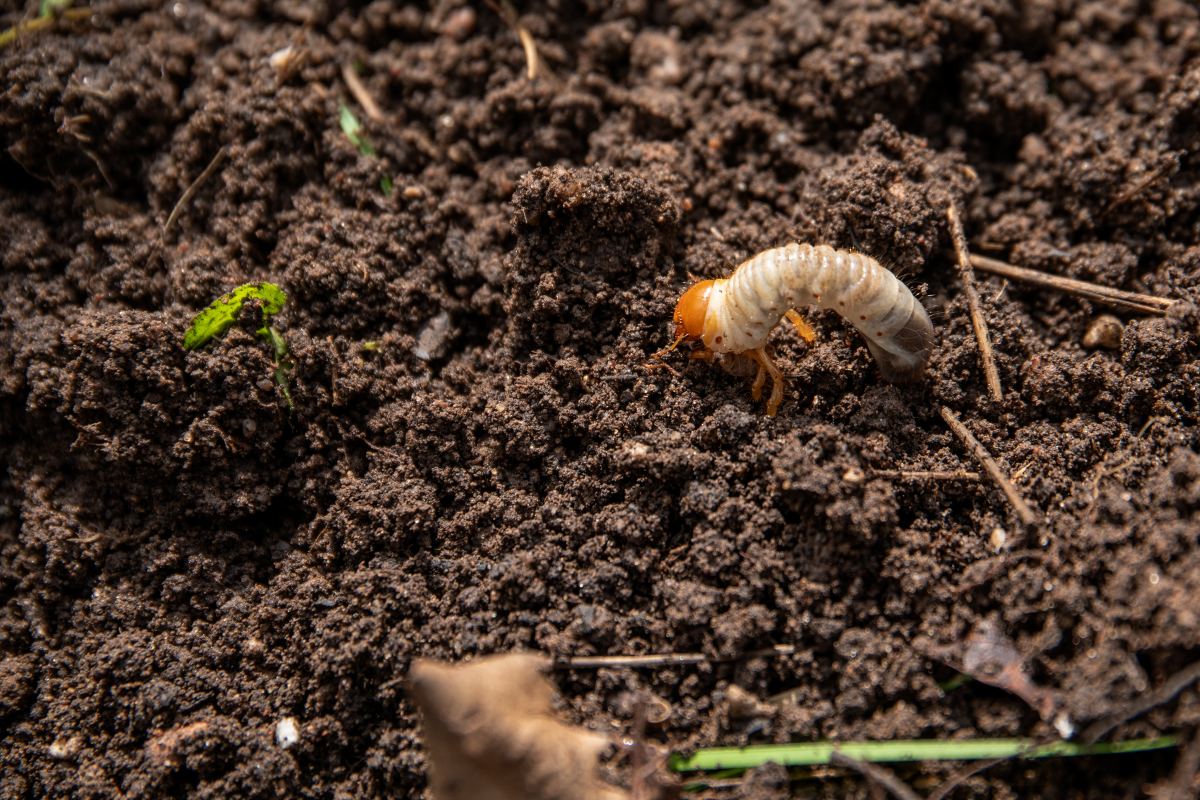 Treating gubs and seeding
