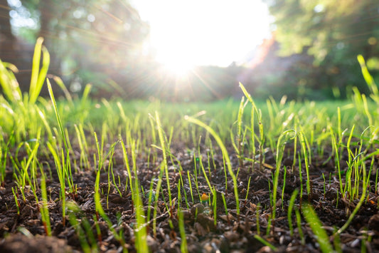 how thick to spread grass seed