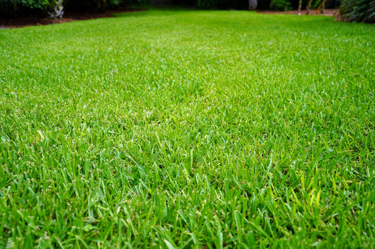 types of st augustine grass