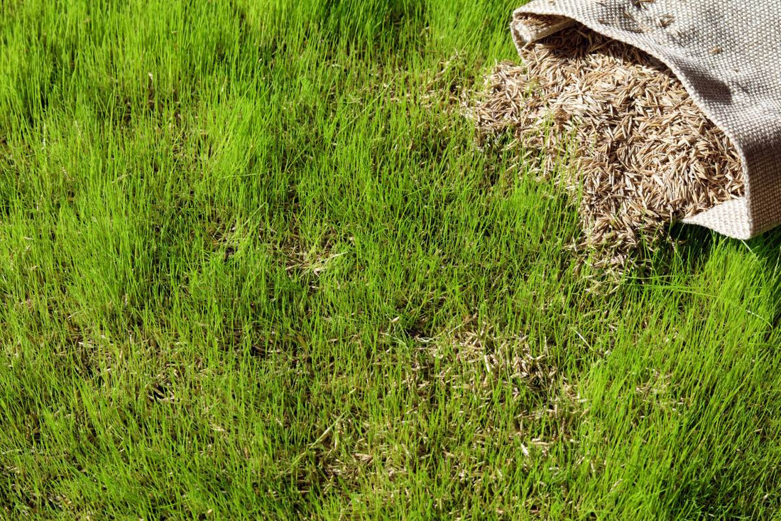 how to store grass seed over winter