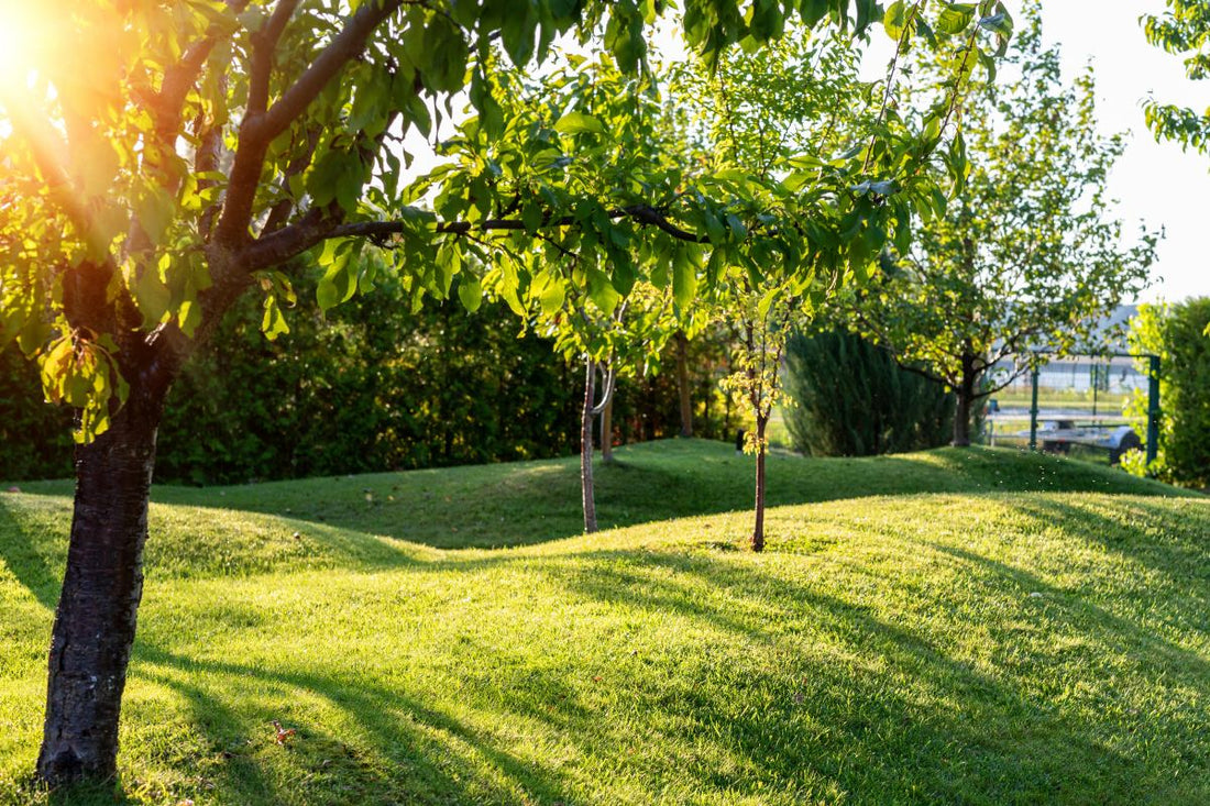 what temperature kills grass seed 1