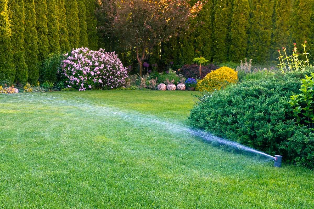 st augustine grass vs bahia