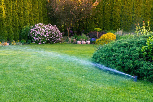 st augustine grass vs bahia