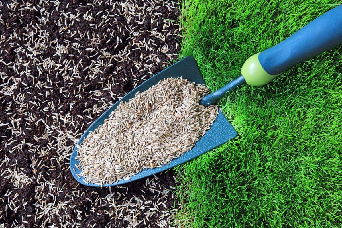 Best Bermuda Grass Seed for 2025