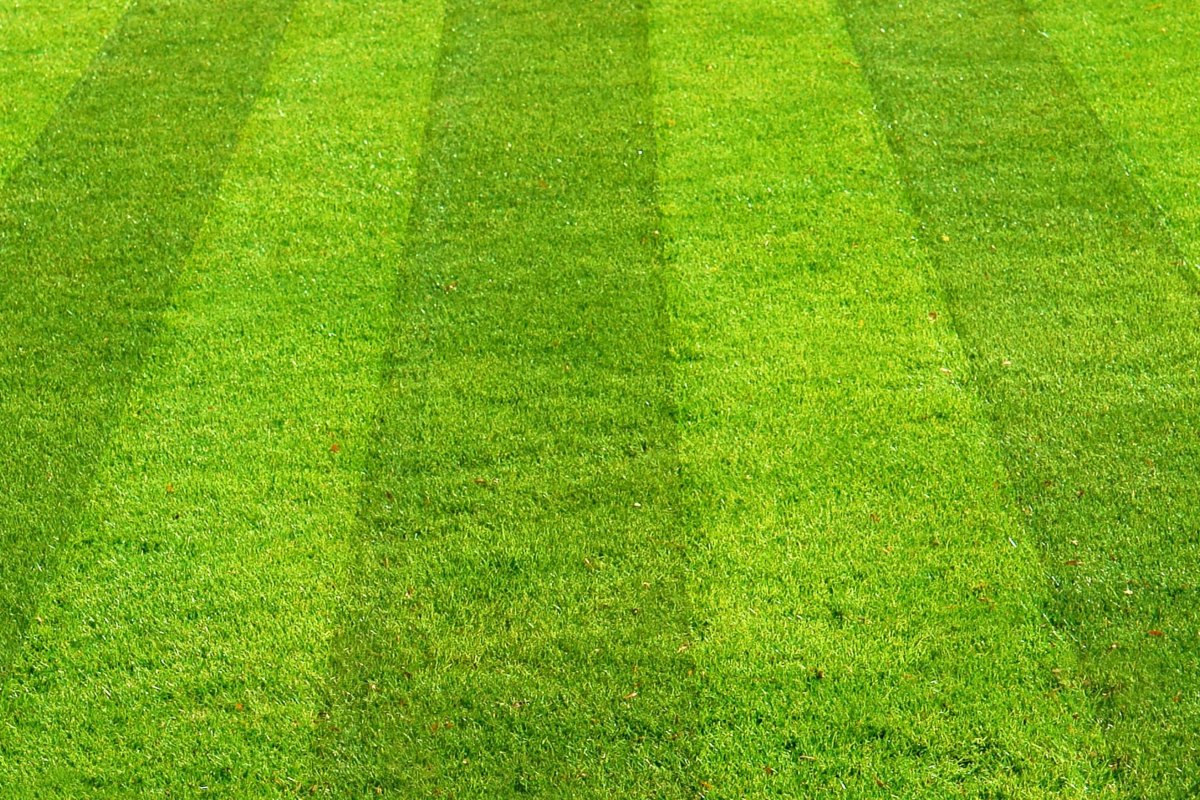 how to plant grass seed in michigan 1
